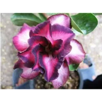 adenium plant (30)-4573223-50062.webp